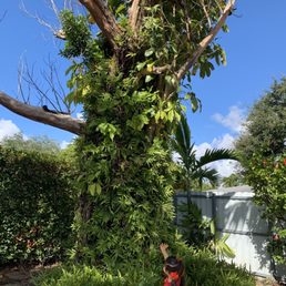 The tree to have removed The tree to have removed