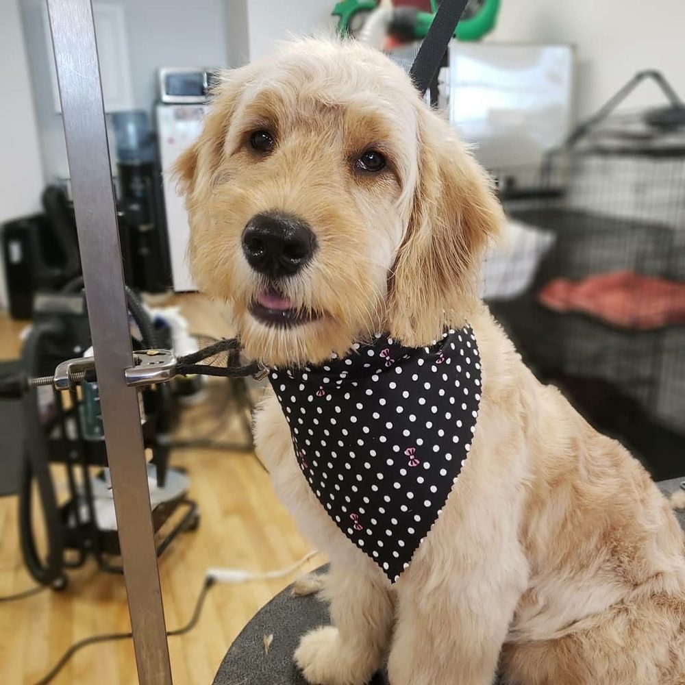 FANCY PANTS PET SALON 10 Reviews 6421 W North Ave, Wauwatosa