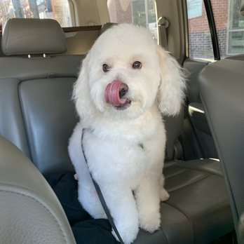 Dog Savvy - Pet Groomers Near Me - Denver, Colorado