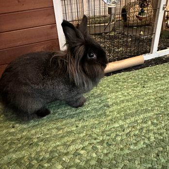Angels Touch Pet Care - Pet Sitting Near Me Angels Touch Pet Care - Pet Sitting Near Me
