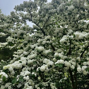 Brookside Gardens  - Japanese snowball tree - Botanical Gardens Near Me - Wheaton, Maryland