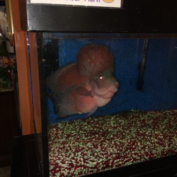Mai Dragon - Michael the flower horn!! - Sushi Bars Near Me - Hanover, Maryland Mai Dragon - Michael the flower horn!! - Sushi Bars Near Me - Hanover, Maryland