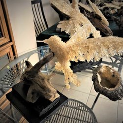 Joan Peters Gallery - 2 million year old Fossil Clams filled with Dog Tooth Calcite Crystals
