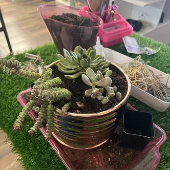 Zinks Town - Finished succulent pot - Art Galleries Near Me - Albuquerque, New Mexico