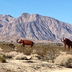 Coastal Tours of San Diego - Metal sculptures on our way to Borrego Springs