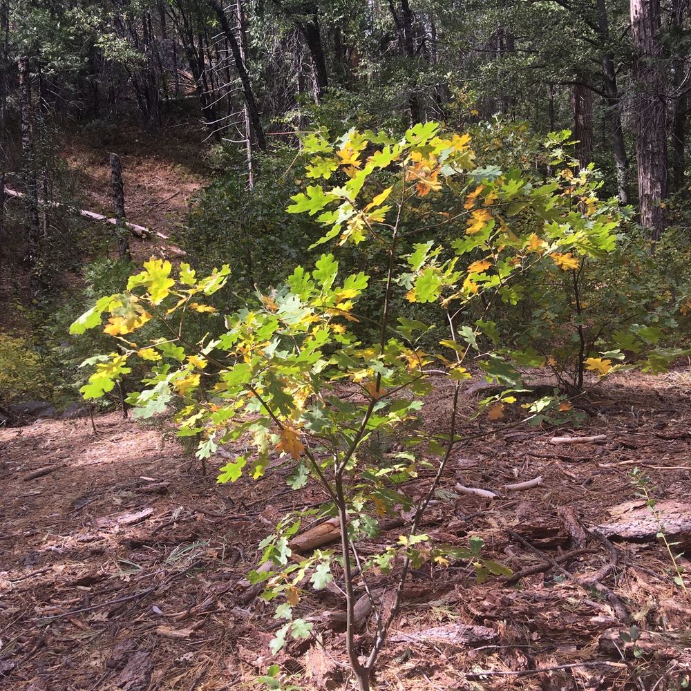 Foliage Foliage