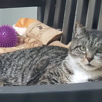 Purrfect Pals - Animal Shelters Near Me - Arlington, Washington Purrfect Pals - Animal Shelters Near Me - Arlington, Washington