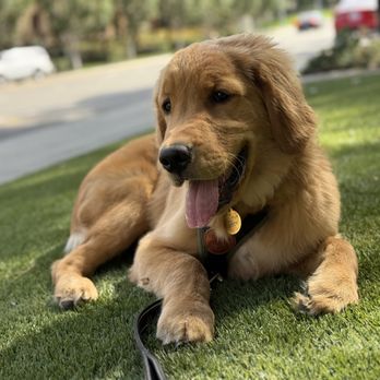 Bark & Roll Dog Training - Pet Training Near Me - Irvine, California