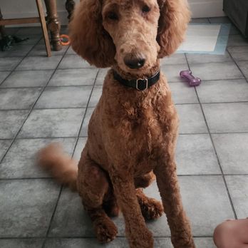 Allie & Paws - Pet Groomers Near Me - Downey, California
