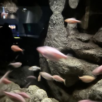 National Aquarium - School of fish - Aquariums Near Me - Baltimore, Maryland