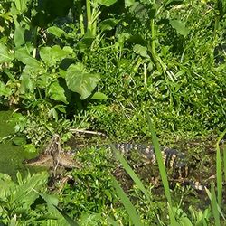 Phinizy Swamp Nature Park - Gator!
