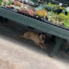 Scheiderer Farms Garden Center gift card