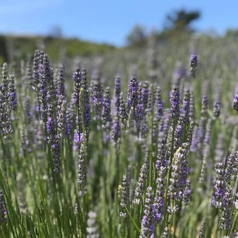 Monte-Bellaria Di California - Farms Near Me - Sebastopol, California Monte-Bellaria Di California - Farms Near Me - Sebastopol, California