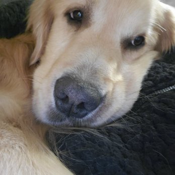 Paws Afoot - Pet Training Near Me