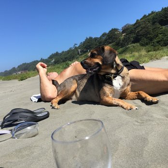 Your Canine Resource - First day at the beach off leash - Pet Training Near Me Your Canine Resource - First day at the beach off leash - Pet Training Near Me