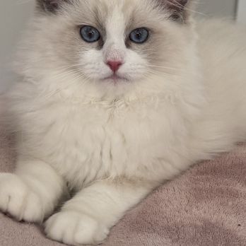 Rags&Fluff - Pet Breeders Near Me