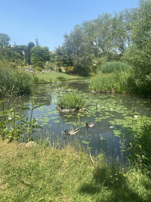 Conservatoire et Jardin botaniques de Genève by null