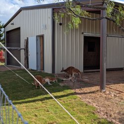 Safari Winery - Kangaroos