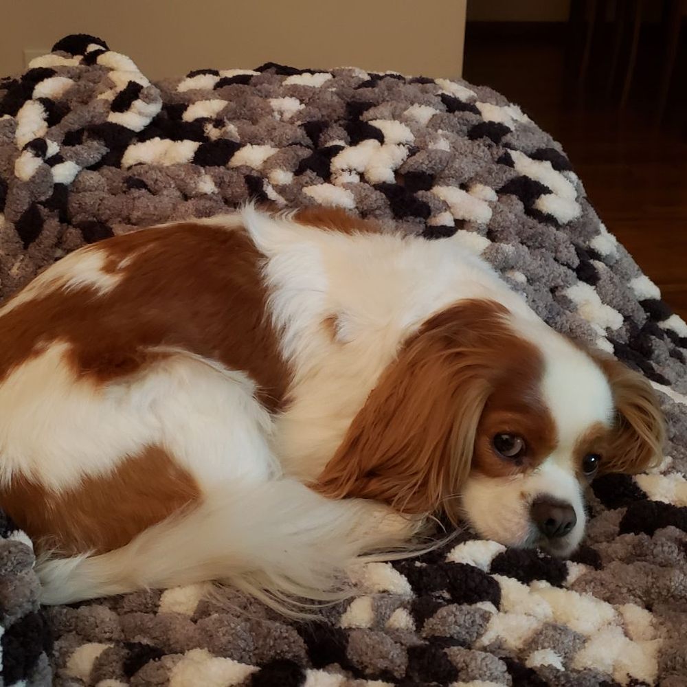 Cavalier Companions - Pet Breeders Near Me