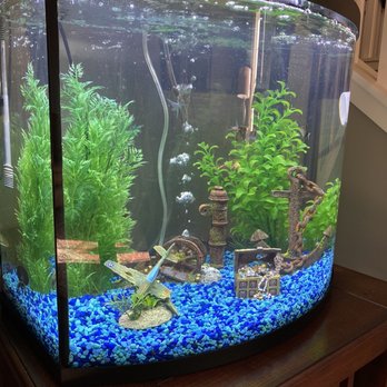 LotsaFishies Aquarium Service - After a week: Gorgeous, healthy, and clear! - Aquarium Services Near Me LotsaFishies Aquarium Service - After a week: Gorgeous, healthy, and clear! - Aquarium Services Near Me