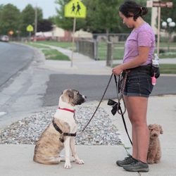 Salt Valley Pet Sitting