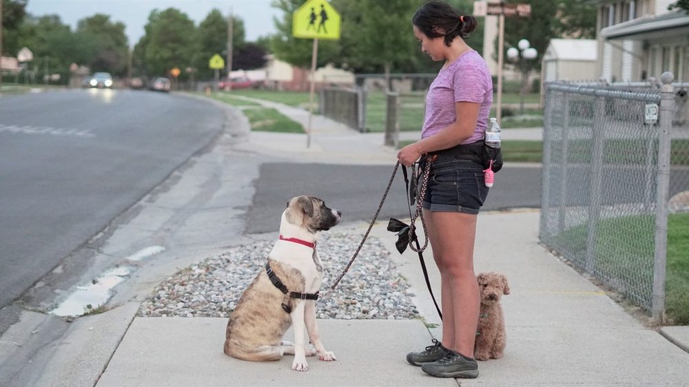 Salt Valley Pet Sitting - pet boarding facility in Salt Lake City, UT