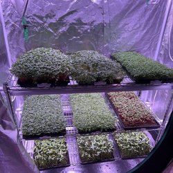 Brendel Farm - Microgreens