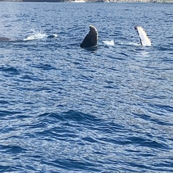 Blue Dolphin Charters - Humpback whales playing near our boat - Boating Near Me - Eleele, Hawaii