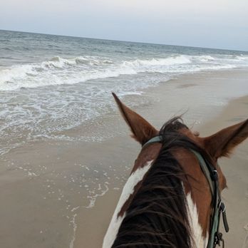 Virginia Beach Horseback - Lady. - Horseback Riding Near Me - Virginia Beach, Virginia
