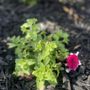 Photo of Diego’s Landscaping & Tree Care Services