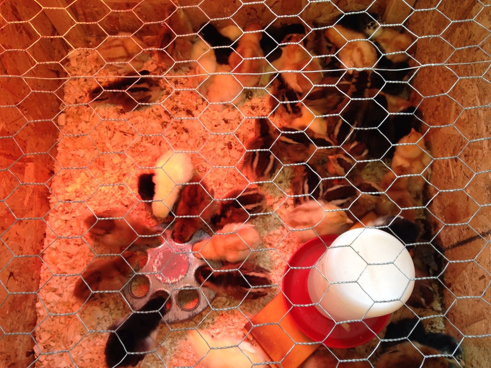 NATURAL PET CENTER AT IRELAND CORNERS Updated October 2024 11