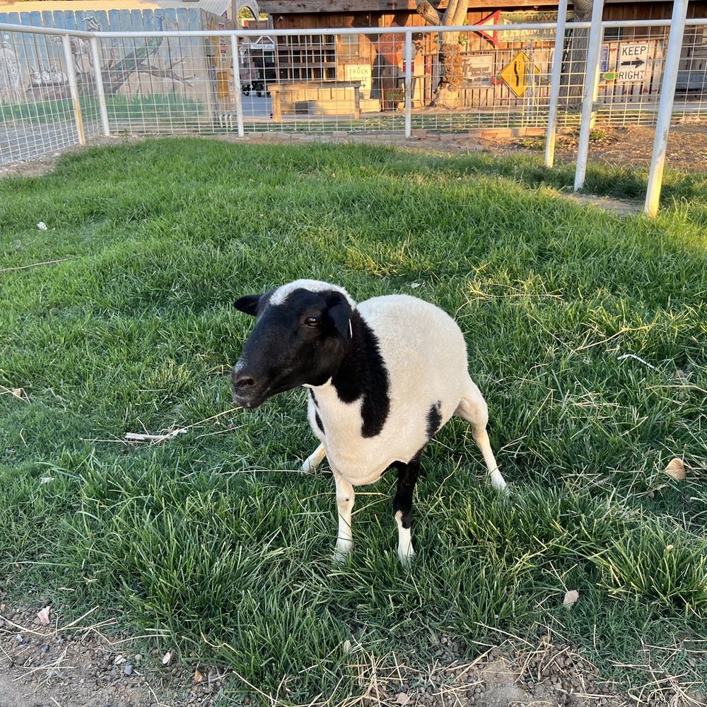 Tesla Supercharger - Another goat - EV Charging Stations Near Me - Traver, California Tesla Supercharger - Another goat - EV Charging Stations Near Me - Traver, California