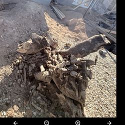 Harris & Sons Tree Specialist - Image of stump that was removed