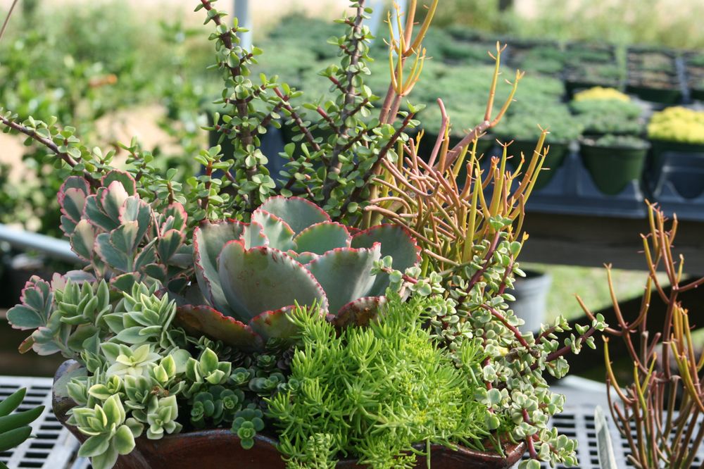 THE FLOWER BED NURSERY Updated September 2024 14 Photos 6357 U S Hwy 11, Lumberton