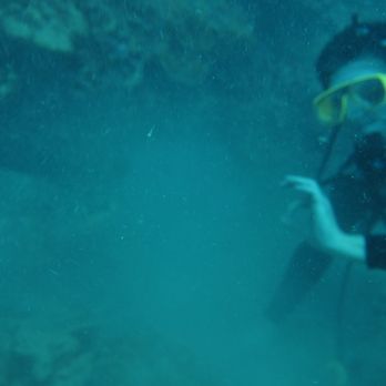 Manini Dive Company Hawaii - When I tried to take a pic next to the turtle apparently the sand blocked it out... - Scuba Diving Near Me - Honolulu, Hawaii