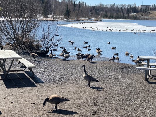 Westchester Lagoon by null