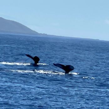 Maui Tickets for Less - Boat Tours Near Me - Lahaina, Hawaii