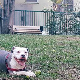 My pup (Monroe) at Kings Road Park.