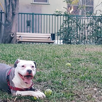 Kings Road Park - My pup (Monroe) at Kings Road Park. - Parks Near Me - West Hollywood, California