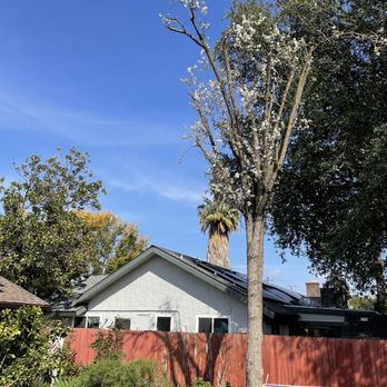 Travis Tree Service - After - Tree Services Near Me - Fresno, California