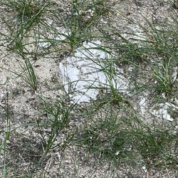 Higgins Lake / Roscommon KOA - Toilet paper/sewage all over