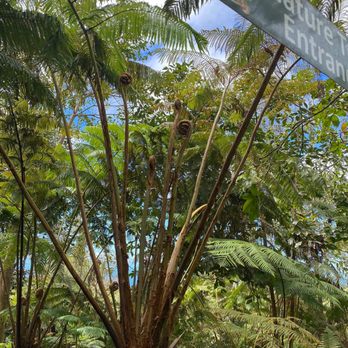 Mountain Thunder Coffee Plantation - Coffee & Tea Near Me - Kailua-Kona, Hawaii