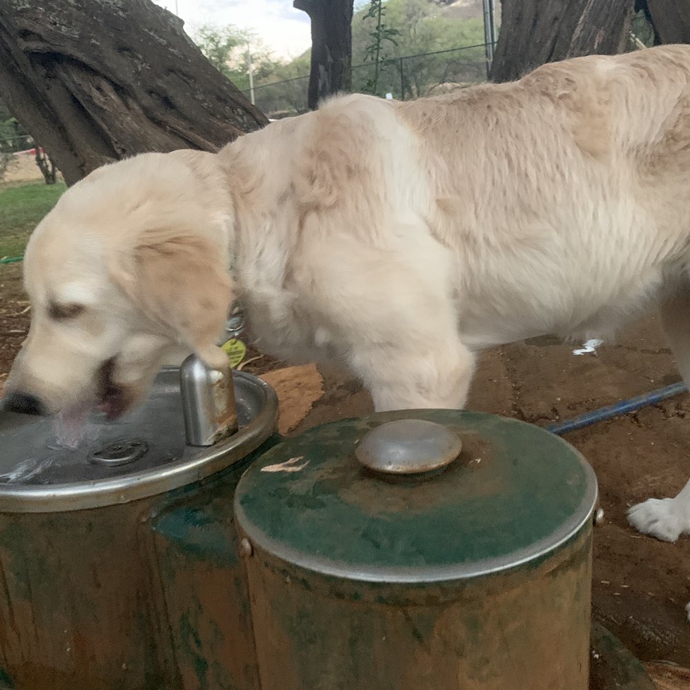 Diamond Head Bark Park - Water available - Dog Parks Near Me - Honolulu, Hawaii Diamond Head Bark Park - Water available - Dog Parks Near Me - Honolulu, Hawaii