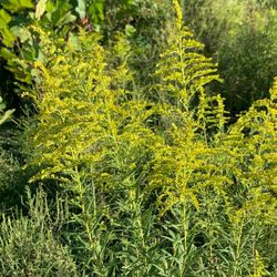 Dawkins Line Rail Trail - California golden rod along the trail