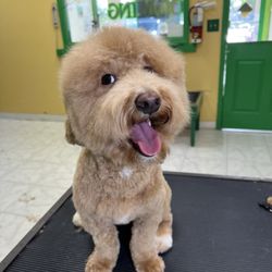 Pet Pleasers Salon - Dog Grooming