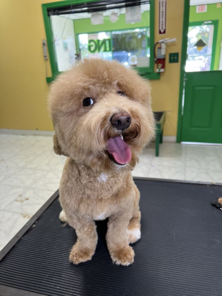 Pet Pleasers Salon Image