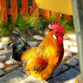 Skansen - Cool Opportunities to see Animals Up Close - Botanical Gardens Near Me - Stockholm, Alberta