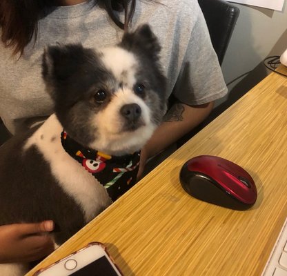 D is for Doggy - Daycare & Grooming by null