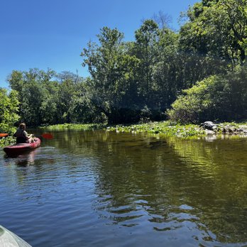 Adventures in Florida - Gator sighting - Tours Near Me - Orlando, Florida
