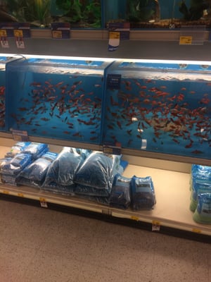 PetSmart by null